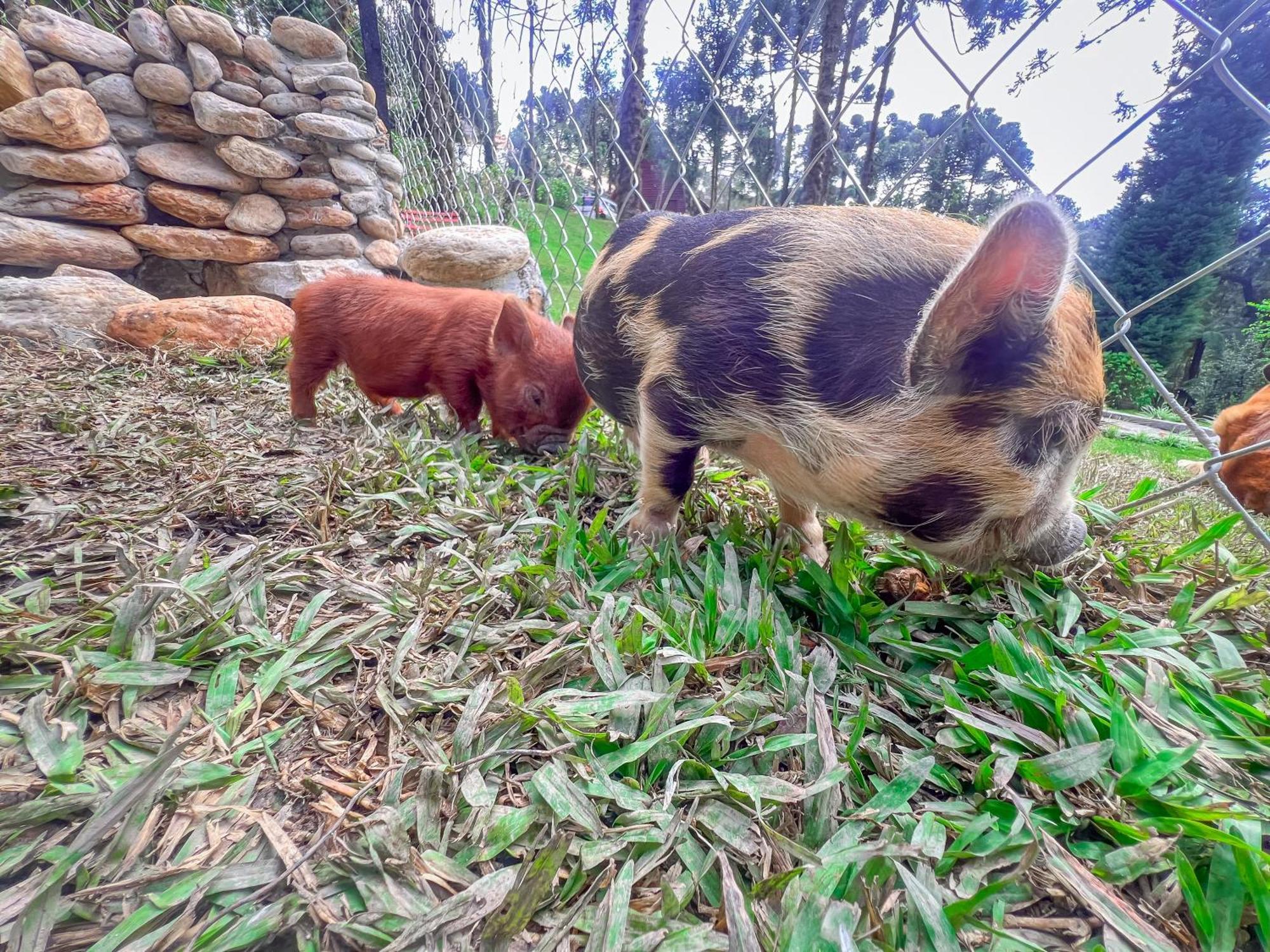 Hotel Fazenda Golden Park Campos do Jordão エクステリア 写真